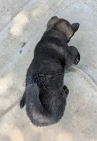 Yellow collar, a female Akita for sale in Sioux Falls, SD – 4 of 10