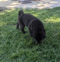 Blue collar, a male Akita for sale in Sioux Falls, SD – 6 of 10