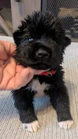 Little Pinky, a female Akita for sale in Sioux Falls, SD – 2 of 9