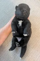 Big Red, a male Akita for sale in Sioux Falls, SD – 2 of 10