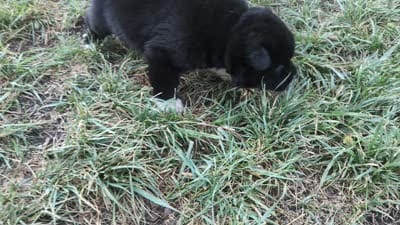 Purple collar, a male Akita for sale in Sioux Falls, SD – 8 of 8