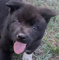 Green Girl , a female Akita for sale in Sioux Falls, SD – 3 of 10