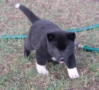 Green Girl , a female Akita for sale in Sioux Falls, SD – 4 of 10