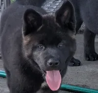 Purple collar, a female Akita for sale in Sioux Falls, SD – 2 of 8