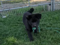 Blue collar, a male Akita for sale in Sioux Falls, SD – 2 of 10