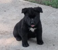 Blue Collar, a male Akita for sale in Sioux Falls, SD – 5 of 10