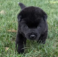 Blue Collar, a male Akita for sale in Sioux Falls, SD – 6 of 10