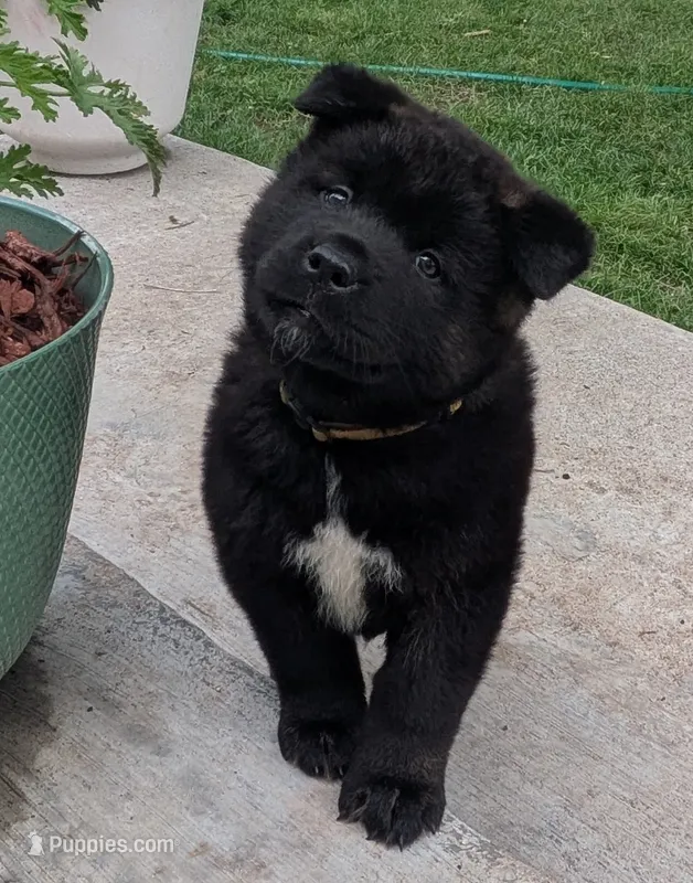 Pink collar – Akita puppy for sale in Sioux Falls, SD