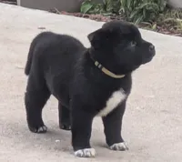 Gray Boy, a male Akita for sale in Sioux Falls, SD – 2 of 10