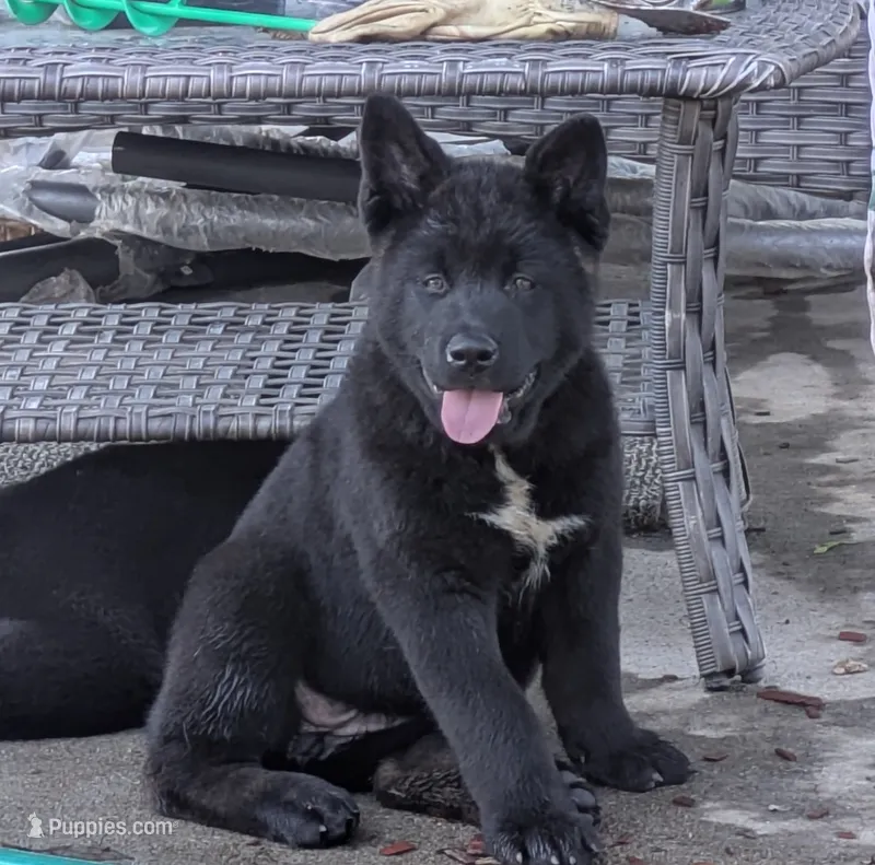 Purple collar – Akita puppy for sale in Sioux Falls, SD