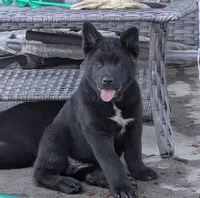 Purple collar, a female Akita for sale in Sioux Falls, SD – 1 of 8