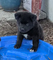 Blue Boy, a male Akita for sale in Sioux Falls, SD – 2 of 10