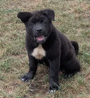 Pretty in Pink, a female Akita for sale in Sioux Falls, SD – 7 of 10