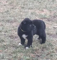 Gray Boy, a male Akita for sale in Sioux Falls, SD – 7 of 10