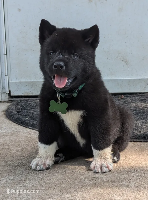 Green Girl  – Akita puppy for sale in Sioux Falls, SD