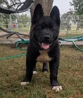 Ashton, a male Akita for sale in Sioux Falls, SD – 3 of 10