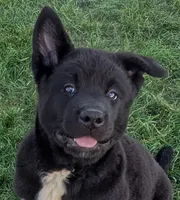 Blue collar, a male Akita for sale in Sioux Falls, SD – 4 of 10