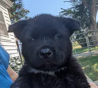 Blue Collar, a male Akita for sale in Sioux Falls, SD – 2 of 10