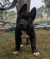 Ashton, a male Akita for sale in Sioux Falls, SD – 5 of 10