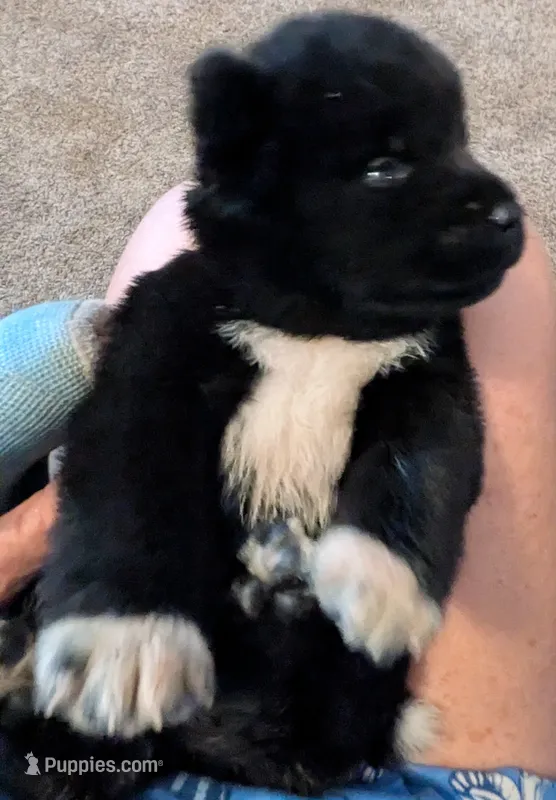 Little Pinky – Akita puppy for sale in Sioux Falls, SD
