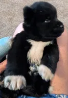 Little Pinky, a female Akita for sale in Sioux Falls, SD – 1 of 9