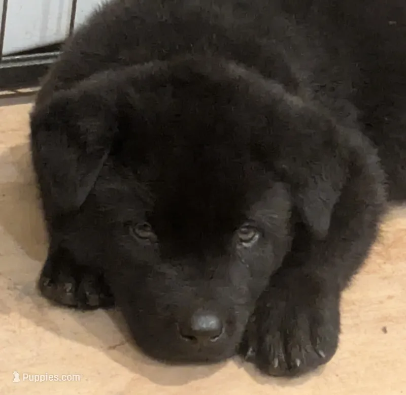 Blue Boy – Akita puppy for sale in Sioux Falls, SD