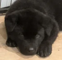 Blue Boy, a male Akita for sale in Sioux Falls, SD – 1 of 10