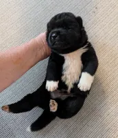 Purple rain, a male Akita for sale in Sioux Falls, SD – 2 of 9