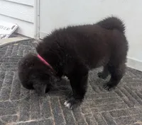 Pink collar, a female Akita for sale in Sioux Falls, SD – 7 of 10