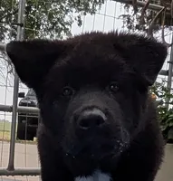 Pretty in Pink, a female Akita for sale in Sioux Falls, SD – 4 of 10