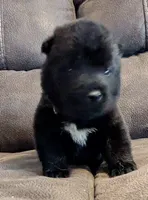 Big Red, a male Akita for sale in Sioux Falls, SD – 4 of 10