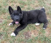 Ashton, a male Akita for sale in Sioux Falls, SD – 9 of 10