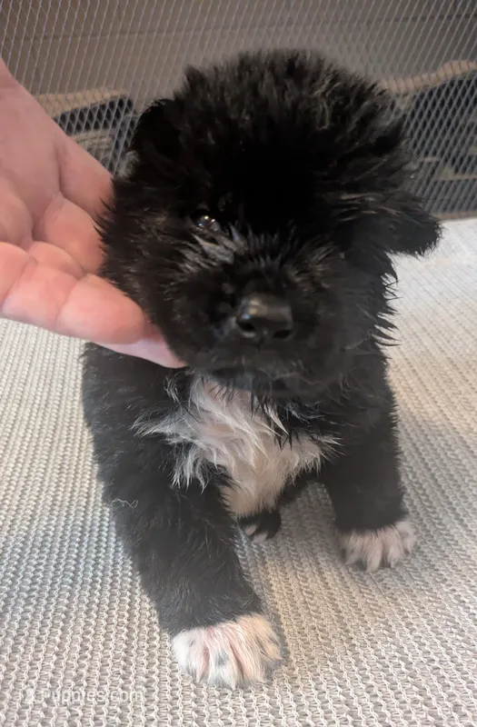 Little Gray Ash – Akita puppy for sale in Sioux Falls, SD