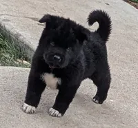 Gray Boy, a male Akita for sale in Sioux Falls, SD – 3 of 10
