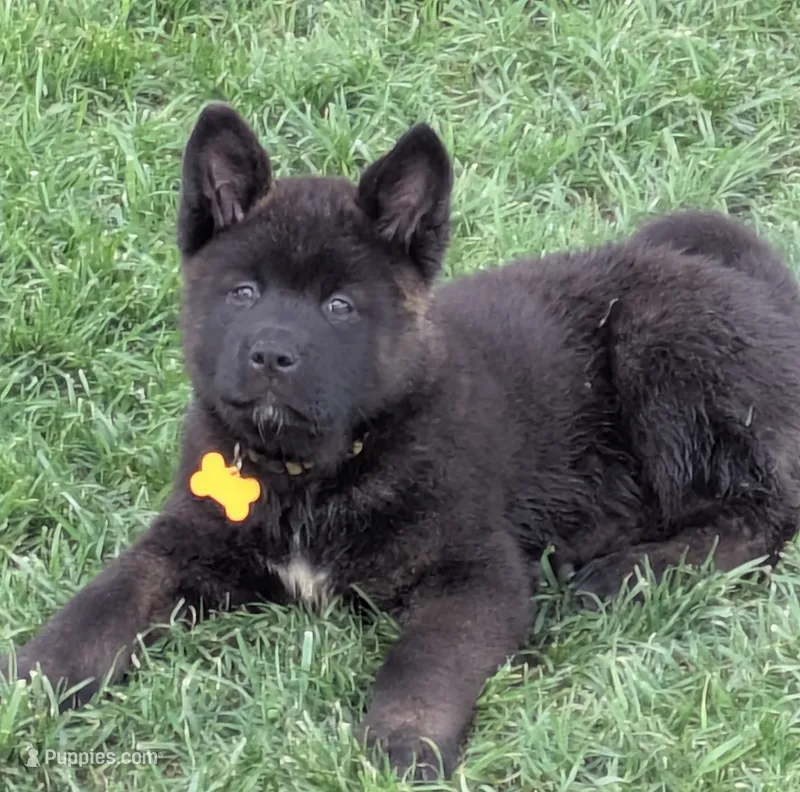 Yellow collar – Akita puppy for sale in Sioux Falls, SD