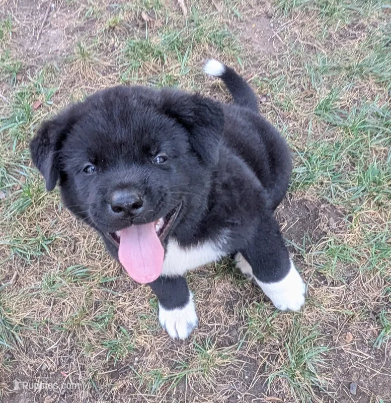 Purple collar – Akita puppy for sale in Sioux Falls, SD