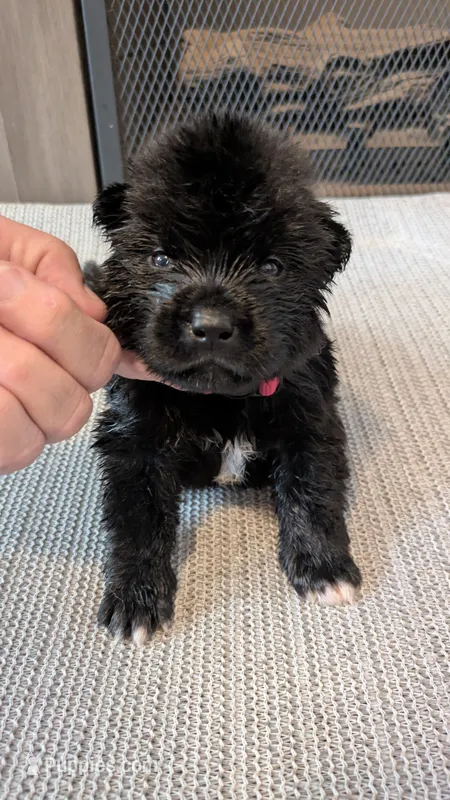Big Red – Akita puppy for sale in Sioux Falls, SD
