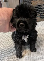 Little Boy Blue, a male Akita for sale in Sioux Falls, SD – 2 of 10
