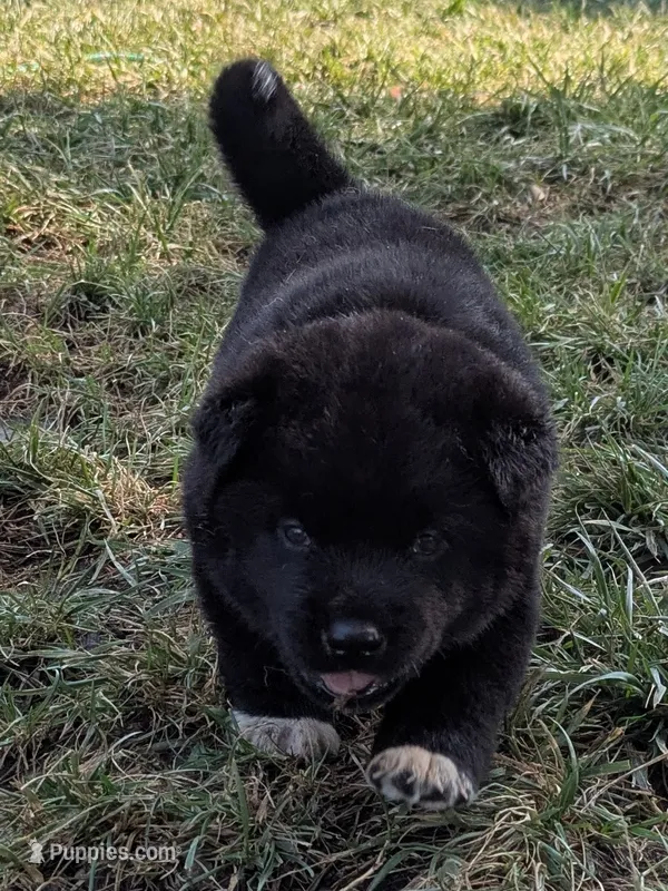Yellow pear – Akita puppy for sale in Sioux Falls, SD
