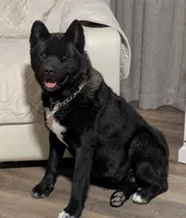 Gray Boy, a male Akita for sale in Sioux Falls, SD – 9 of 10
