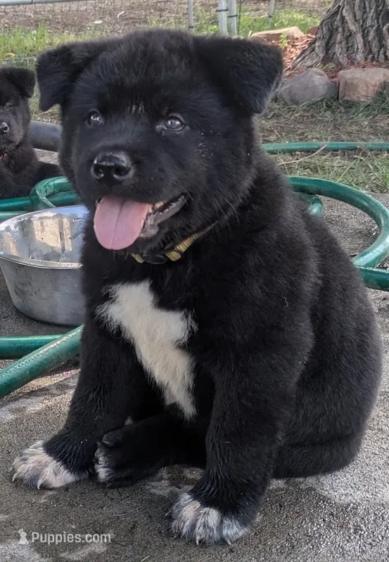 Yellow Girl – Akita puppy for sale in Sioux Falls, SD