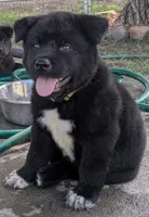Yellow Girl, a female Akita for sale in Sioux Falls, SD – 1 of 9