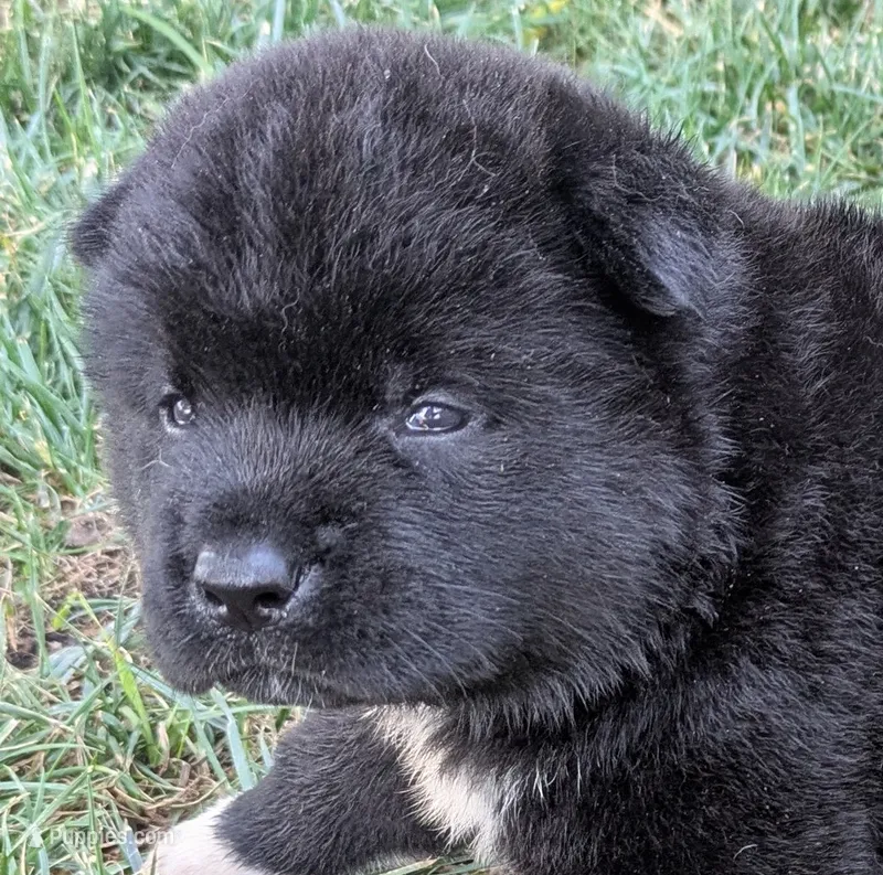 Purple rain – Akita puppy for sale in Sioux Falls, SD