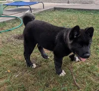 Ashton, a male Akita for sale in Sioux Falls, SD – 6 of 10