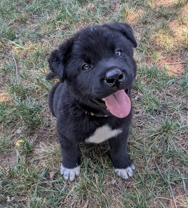 Yellow Collar – Akita puppy for sale in Sioux Falls, SD