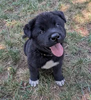 Yellow Collar, a female Akita for sale in Sioux Falls, SD – 1 of 9