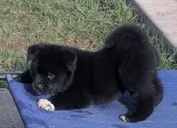 Pink Girl, a female Akita for sale in Sioux Falls, SD – 3 of 10