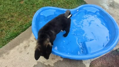 Ashton, a male Akita for sale in Sioux Falls, SD – 10 of 10