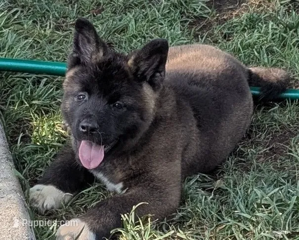 Green collar – Akita puppy for sale in Sioux Falls, SD