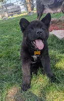 Yellow collar, a female Akita for sale in Sioux Falls, SD – 6 of 10